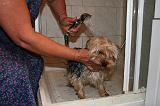 BAIN - YORKSHIRE TERRIER 091